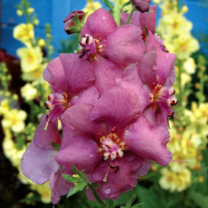 Plum Smokey Mullein (Verbascum)