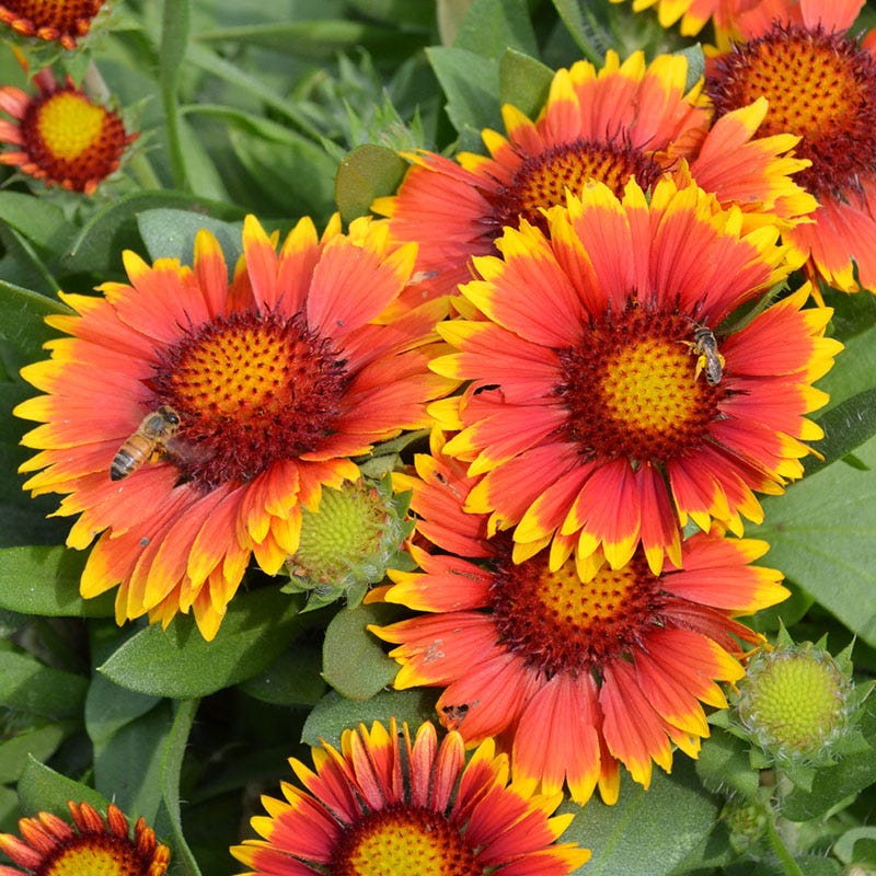 Arizona Sun Blanket Flower, Gaillardia grandiflora High Country