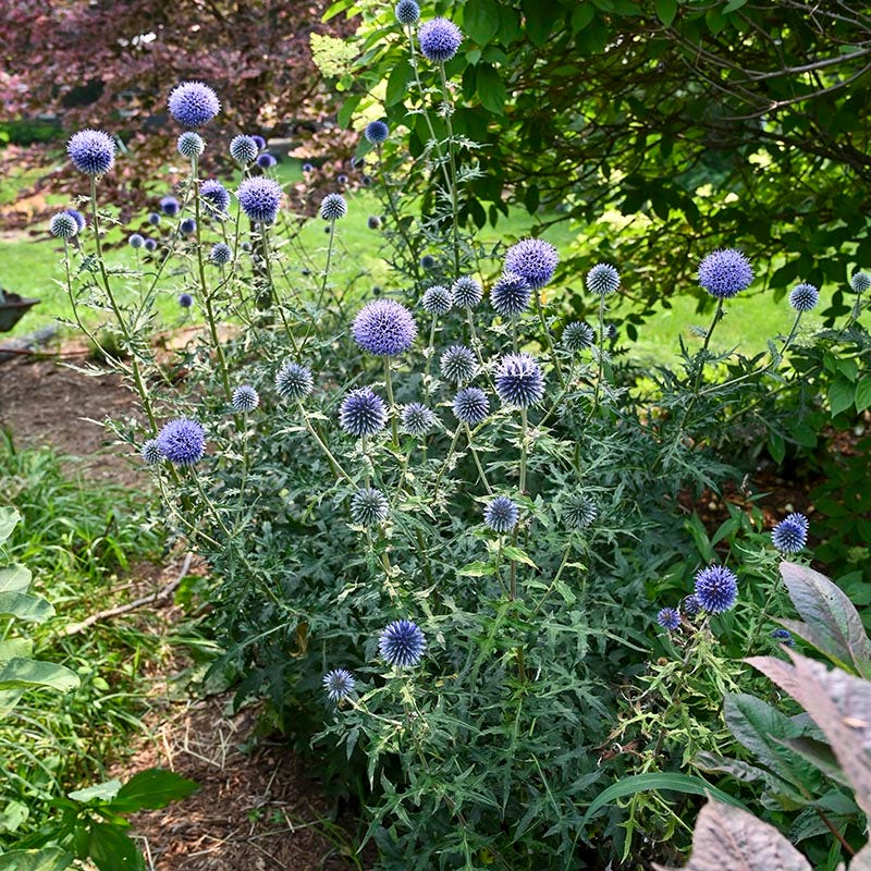 potted thistle plant Blue Glow Globe Thistle