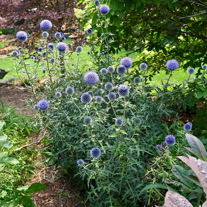 Blue Glow Echinops
