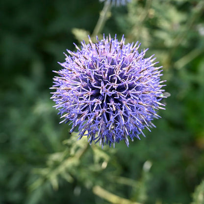 Blue Glow Echinops