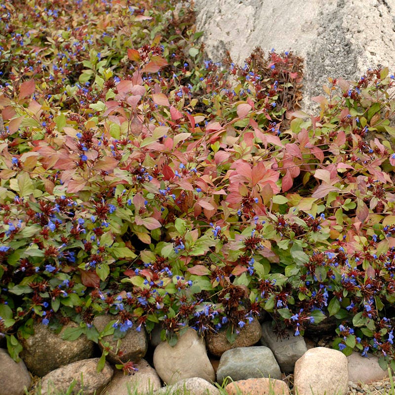 Hardy Plumbago (Ceratostigma plumbaginoides) - Thumbnail 5
