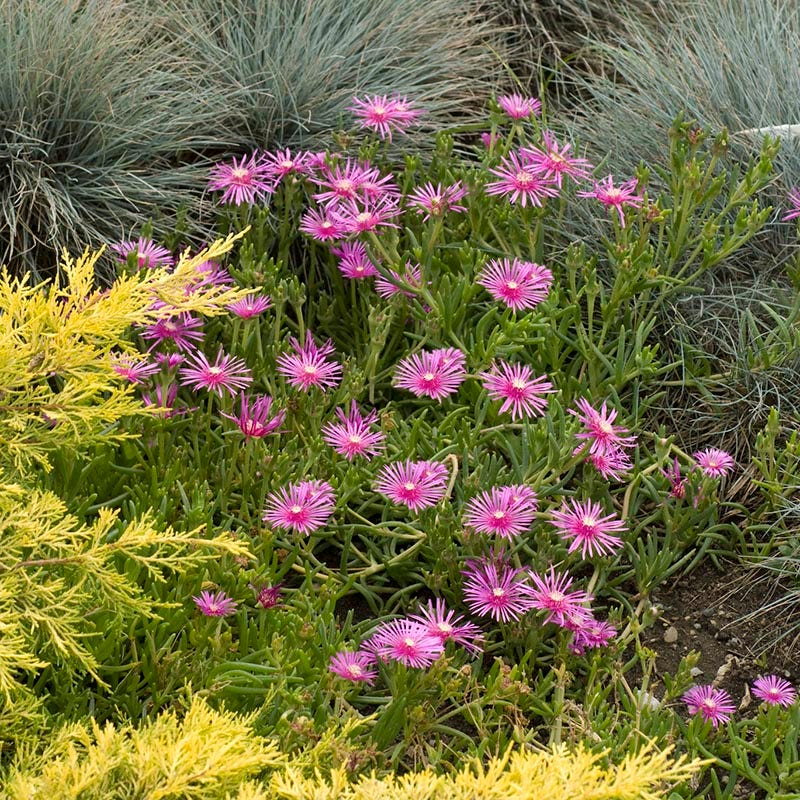 trailing ice plant seeds Cooper's Hardy Ice Plant, Delosperma cooperi