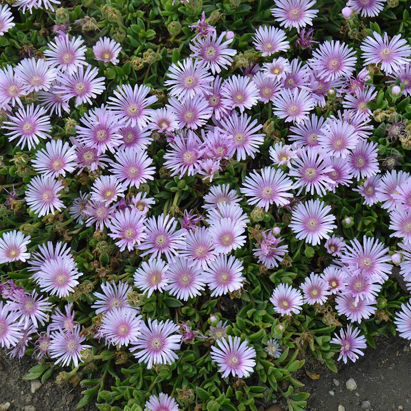 Ice Plant Collection (Delosperma)