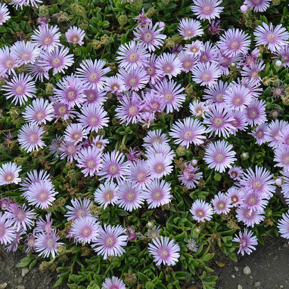 Ice Plant Collection (Delosperma)