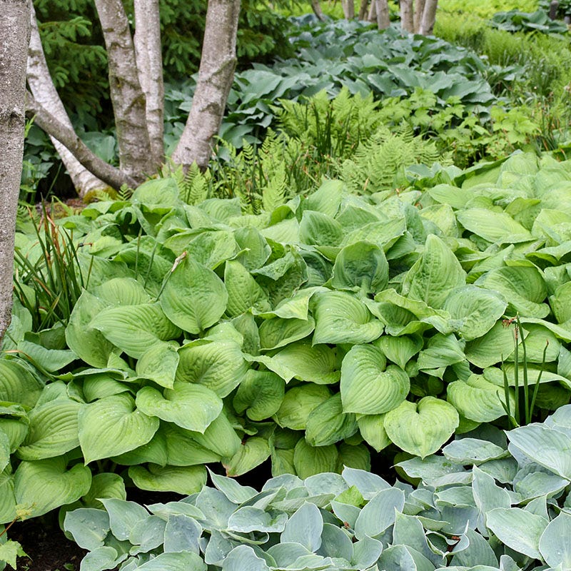 Guacamole Hosta