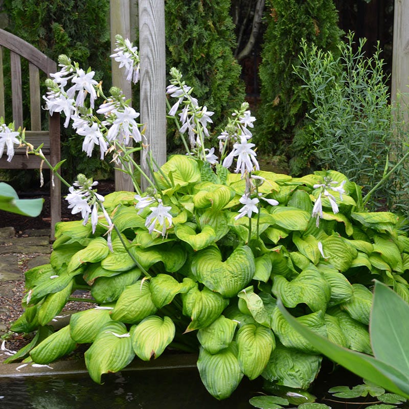 Guacamole Hosta