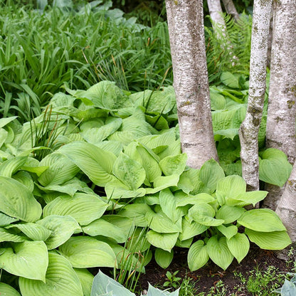 Guacamole Hosta