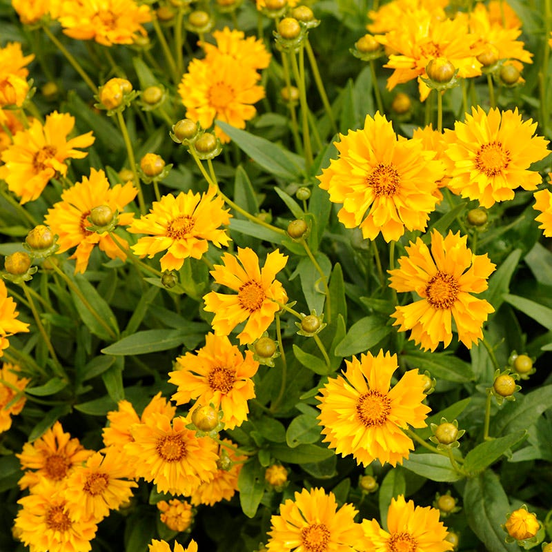 Coreopsis 'Jethro Tull'