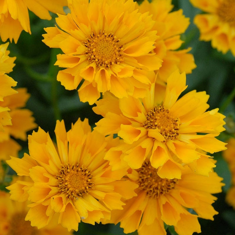 Coreopsis 'Jethro Tull' - Thumbnail 2