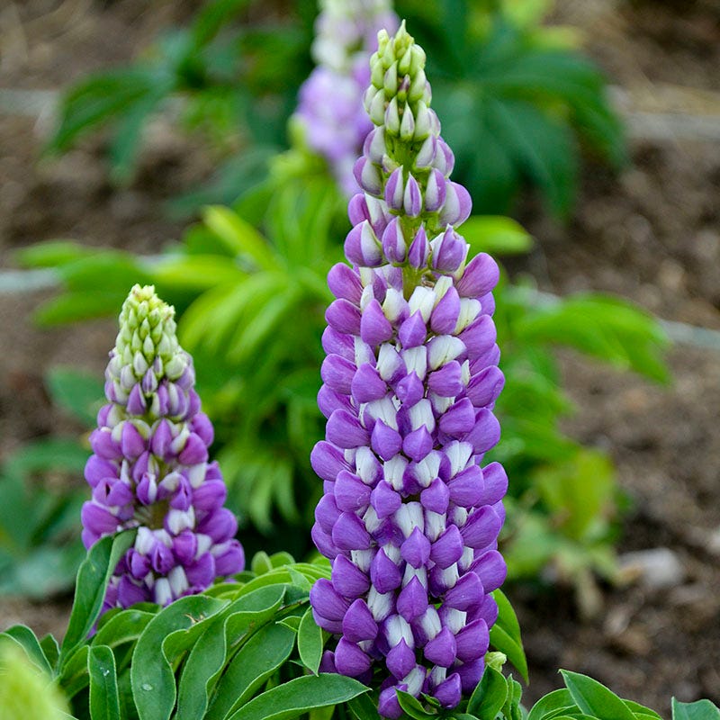 Mini Gallery Blue Bicolor Lupine