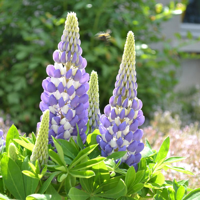 Mini Gallery Blue Bicolor Lupine - Thumbnail 2