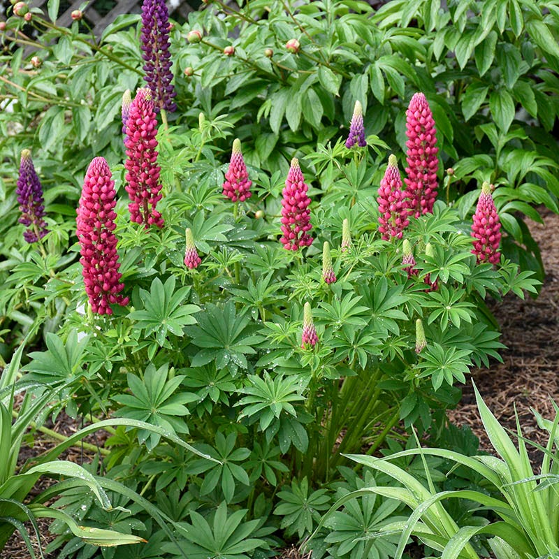 Mini Gallery™ Red Lupine