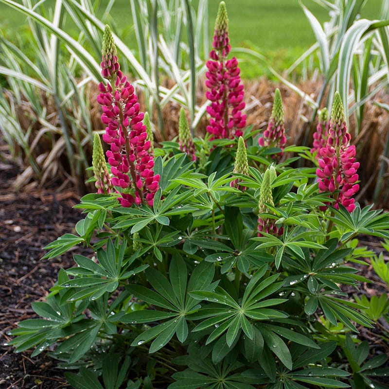 Mini Gallery Red Lupine - Thumbnail 3