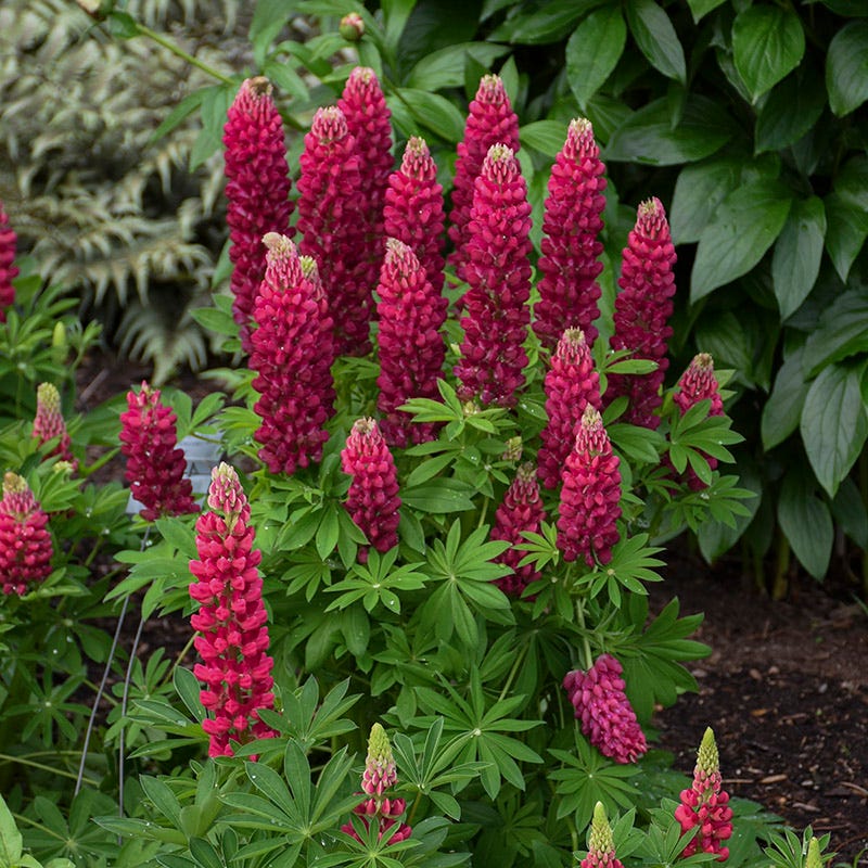 Mini Gallery™ Red Lupine