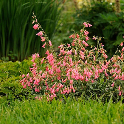 Elfin Pink Penstemon