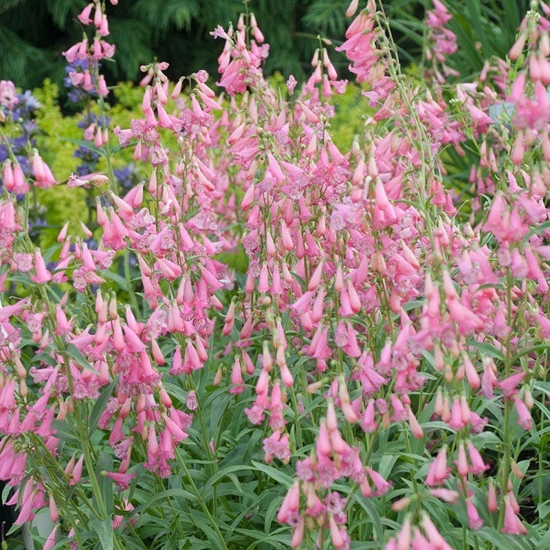 Elfin Pink Penstemon - Thumbnail 3