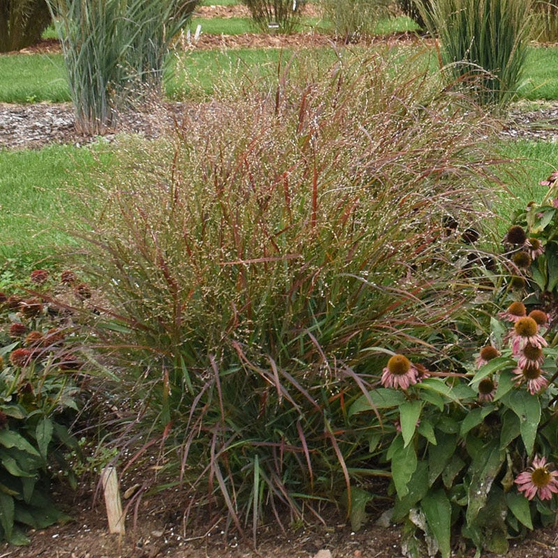 Red Flame Switch Grass | Bold Native Grass