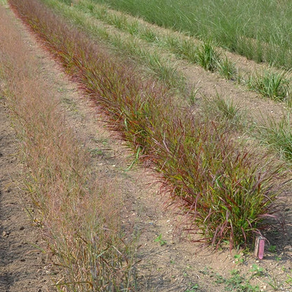 Red Flame Switchgrass