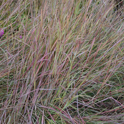 Twilight Zone Little Bluestem Grass