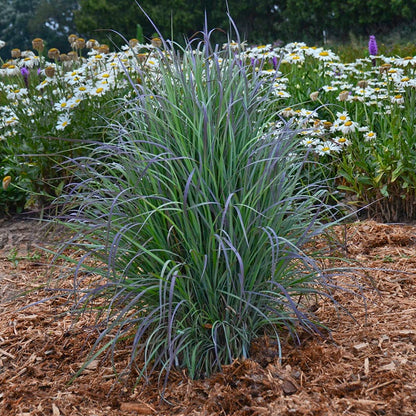 Twilight Zone Little Bluestem Grass