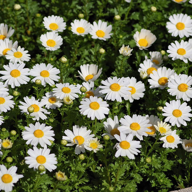 Alternative Lawn Wildflower Seed Mix | High Country Gardens