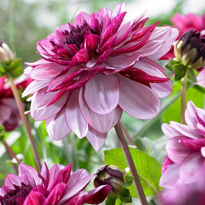 Crème de Cassis Decorative Dahlia