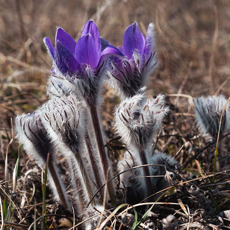 Pulsatilla halleri ssp. taurica