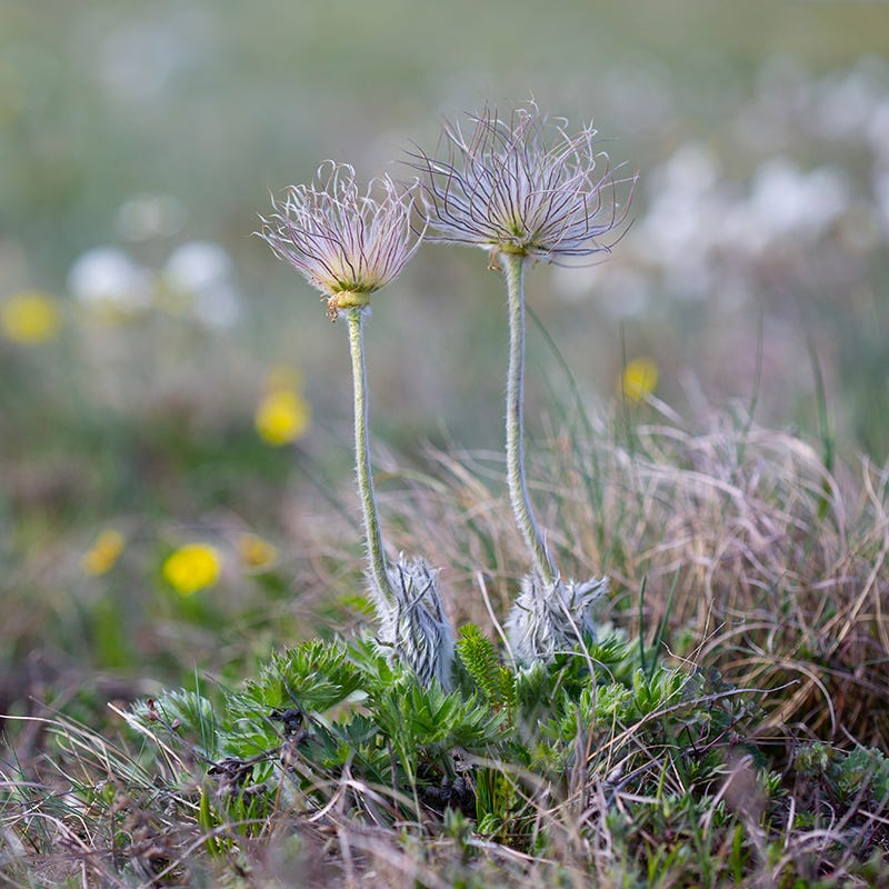 Pulsatilla halleri ssp. taurica - Thumbnail 2