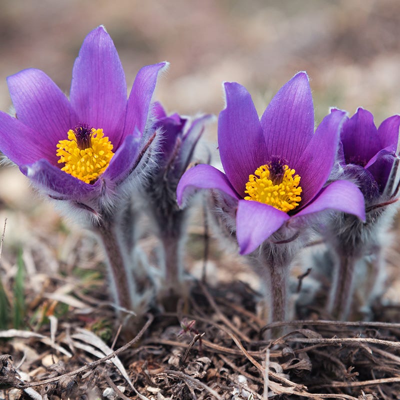 Pulsatilla halleri ssp. taurica - Thumbnail 3