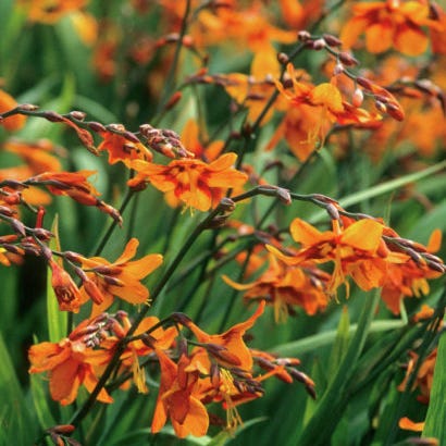 Emily McKenzie Crocosmia