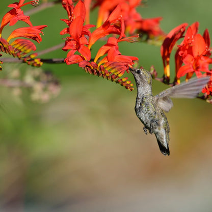 Bold & Hardy Summer Blooms Bulb Collection