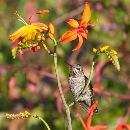 Crocosmia Mix