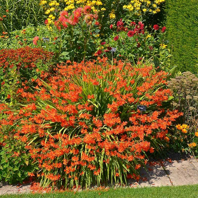 Crocosmia Bulbs MIx, Montbretia Bulbs Mix | High Country Gardens