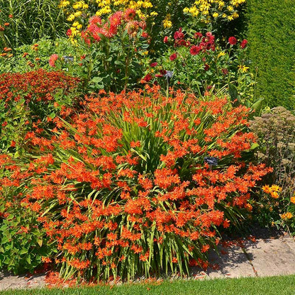Crocosmia Mix