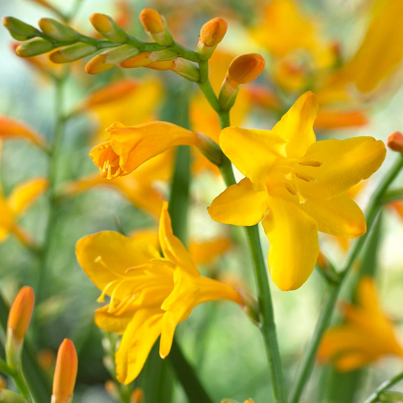 George Davidson Crocosmia