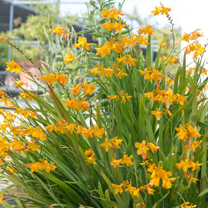 George Davidson Crocosmia