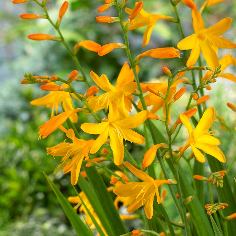 George Davidson Crocosmia - Thumbnail 2