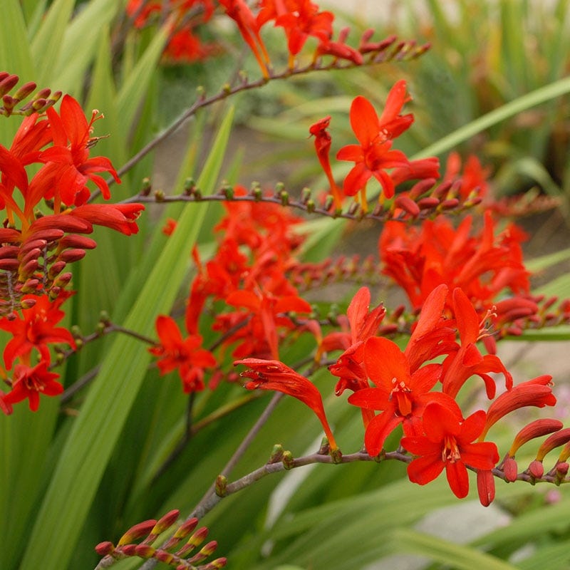 Lucifer Crocosmia - Thumbnail 2