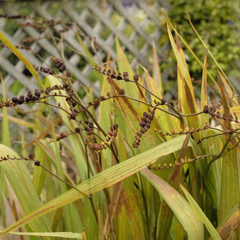 Lucifer Crocosmia