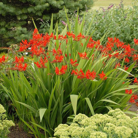 Lucifer Crocosmia Bulbs, Montbretia Bulbs