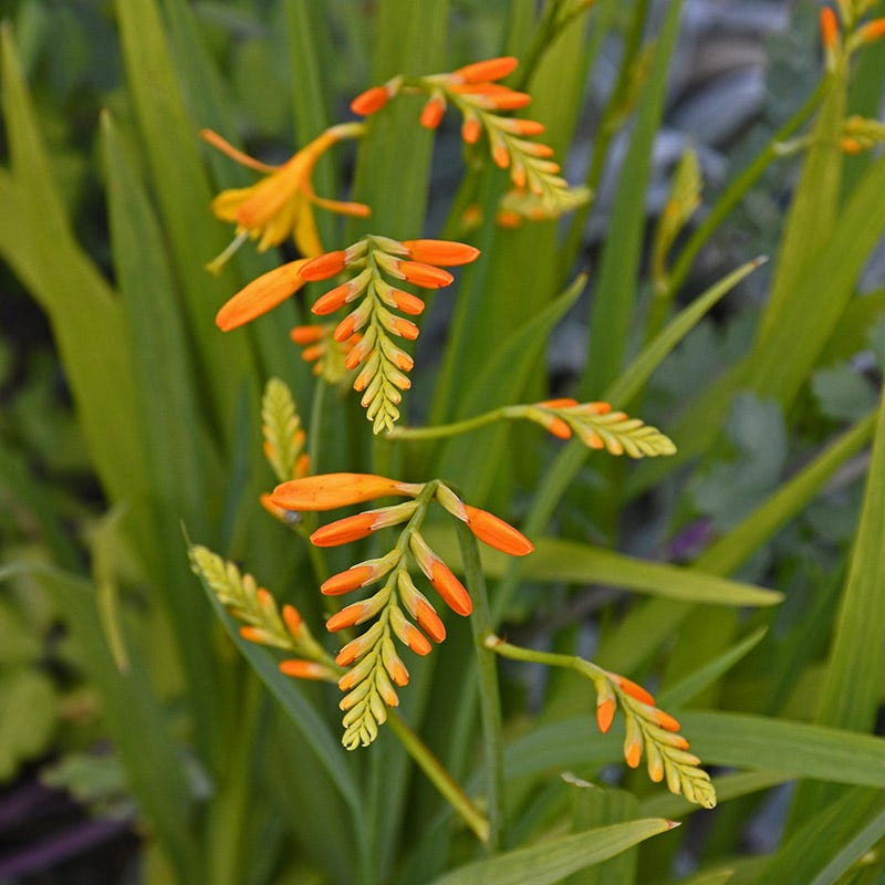 George Davidson Crocosmia - Thumbnail 3