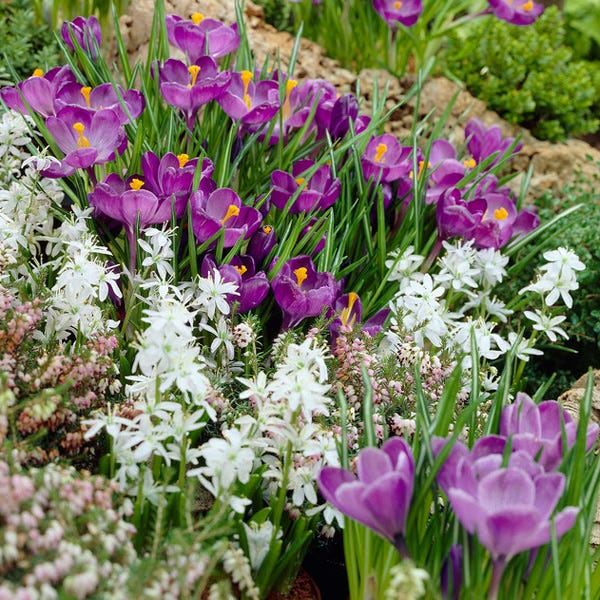 Remembrance Dutch Crocus Bulbs, Crocus vernus | High Country Gardens