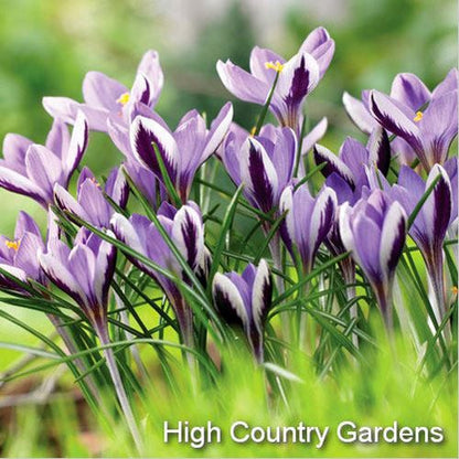 Spring Beauty Snow Crocus