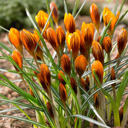 Orange Monarch Snow Crocus