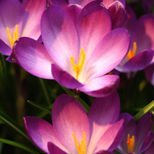 Tommasini's Ruby Giant Crocus