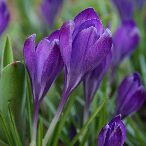 High Country Gardens Tommasini's Ruby Giant Crocus - Thumbnail 4