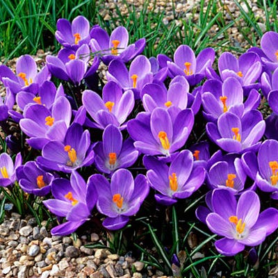 Remembrance Dutch Crocus