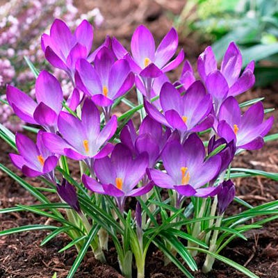 Tommasini's Ruby Giant Crocus