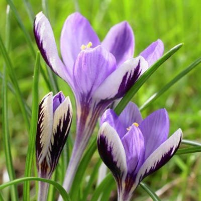 Spring Beauty Snow Crocus - Thumbnail 2